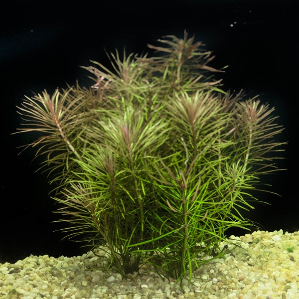 Pogostemon Stellatus Plant