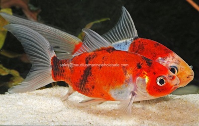 Shubunkin Goldfish Medium 5-6"