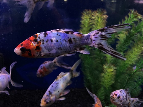 Shubunkin Goldfish Large 6-8"