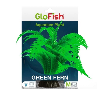 GLOFISH PLANT GREEN FERN