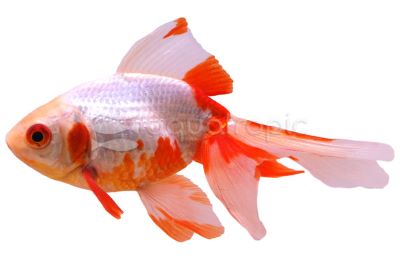 Fantail Goldfish  Small