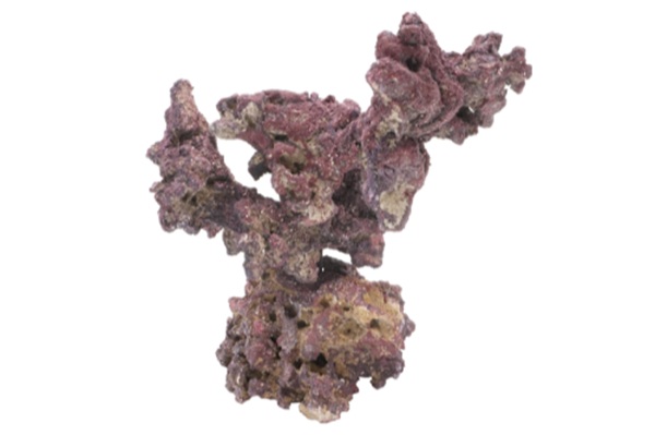 CS LIFEROCK NANO TREE