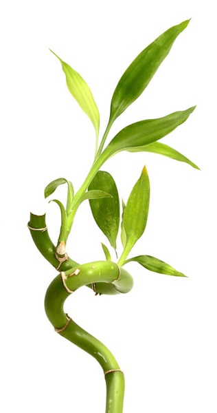 Curly Bamboo Plant