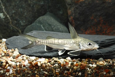 Colombian Blackfin Shark Catfish