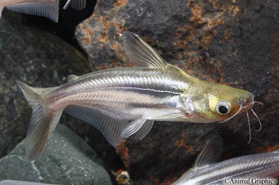 Assorted Rainbow/Redtail Shark
