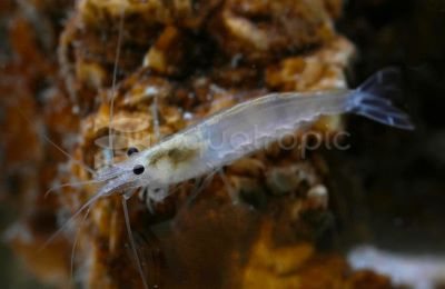 Amano Algae Eating Shrimp