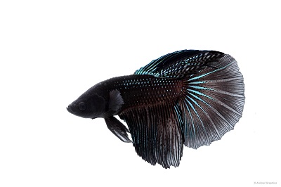 Samurai Black RoundTail Betta