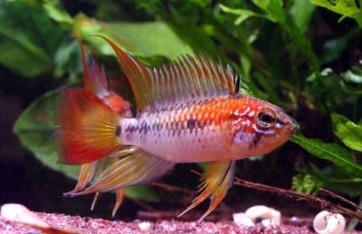 Apistogramma Viejeta