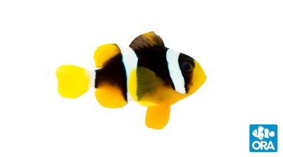 Pearl-Eye Clarkii Clownfish