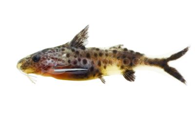 Dwarf Petricola catfish - M