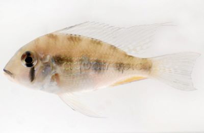 Alb. Threadfin Heckelii Cichlid