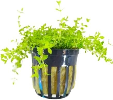 Pearlweed - Potted