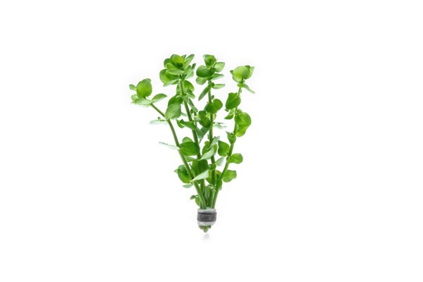 Lemon Bacopa