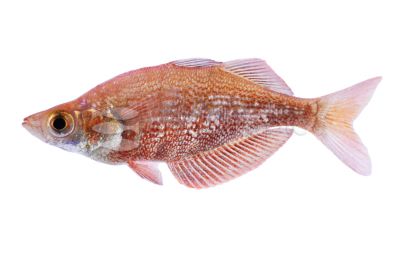 Red Rainbowfish