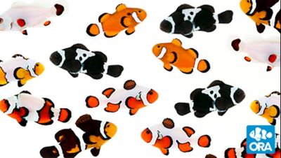 Assort.Storm Ocellaris Clownfish