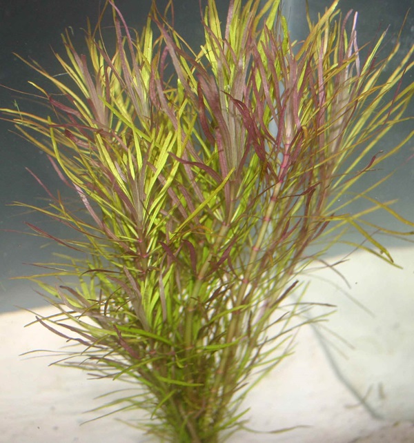 Pogostemon Stellatus 'Dassen'