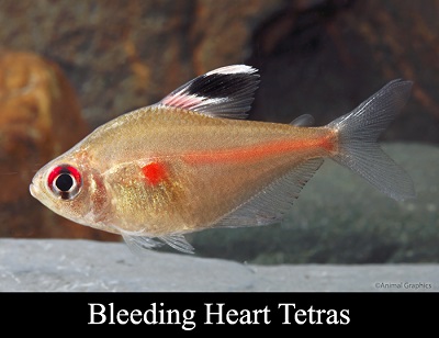Bleeding Heart Tetra