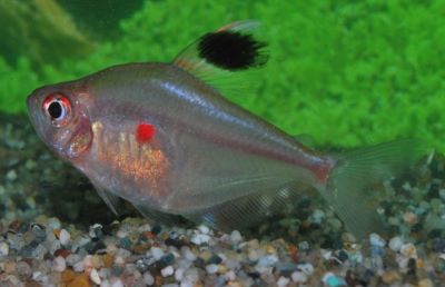 Bleeding Heart Tetra - M