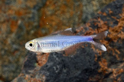 Blue Tetra