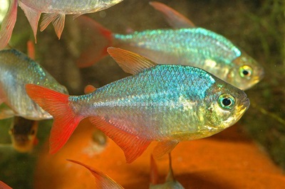 Red & Blue Colombian Tetra