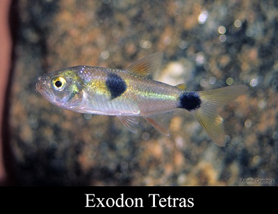 Bucktooth Tetra (Exodon Paradox)