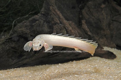 Polypterus & Ropefish Care Tips