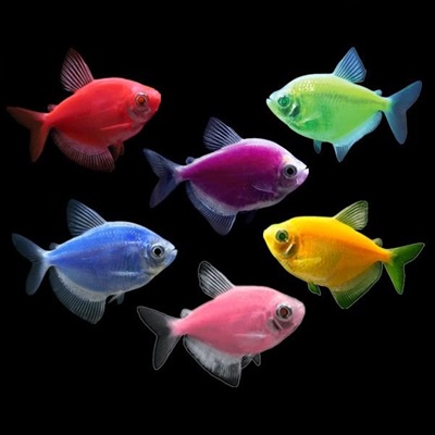 Glofish Tetra Community Tank