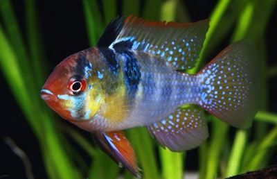 Ram Cichlid Care Tips