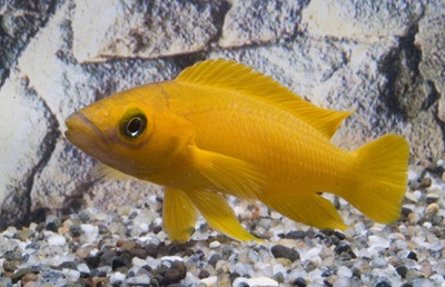 Tanganyika Cichlid Community