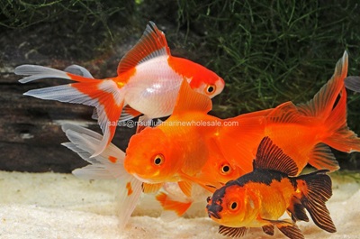 Fancy Goldfish Community Tank