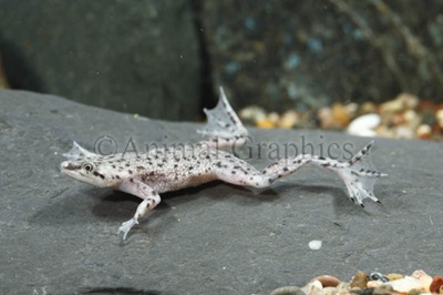 Dwarf African Frog Community