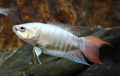 Paradise Fish Care Tips