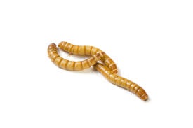 LARGE  MEALWORMS 34 PACK