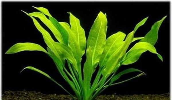 Amazon Sword Plant