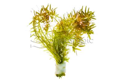 Rotala Indica Plant