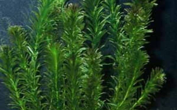 Anacharis Plant