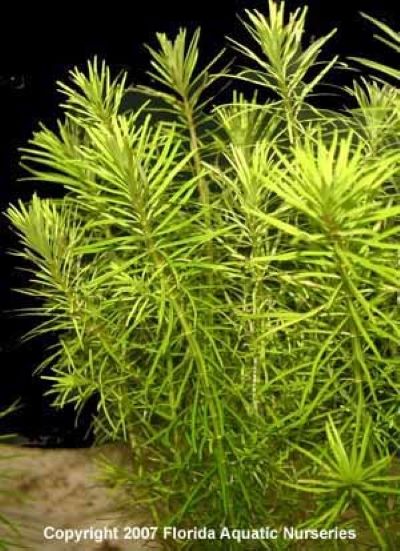 Rotala Nanjenshan Plant