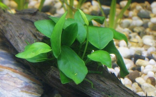 Assorted Anubias Plant - Potted