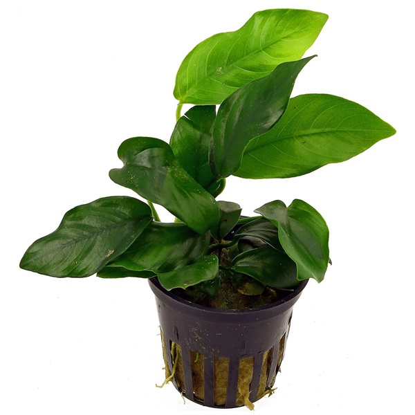 Anubias Plant - Bare Root LG