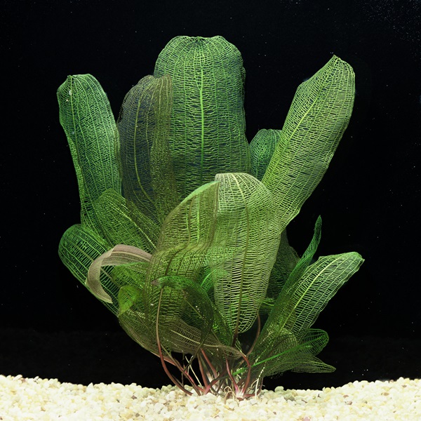 Madagascar Lace Plant