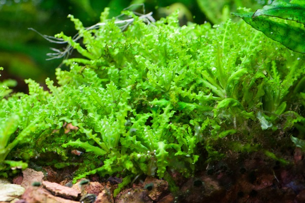 Pogostemon Helferi Plant