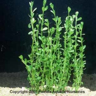 Moneywort Plant