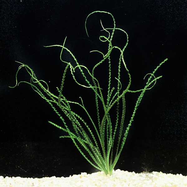 Crinum Plant