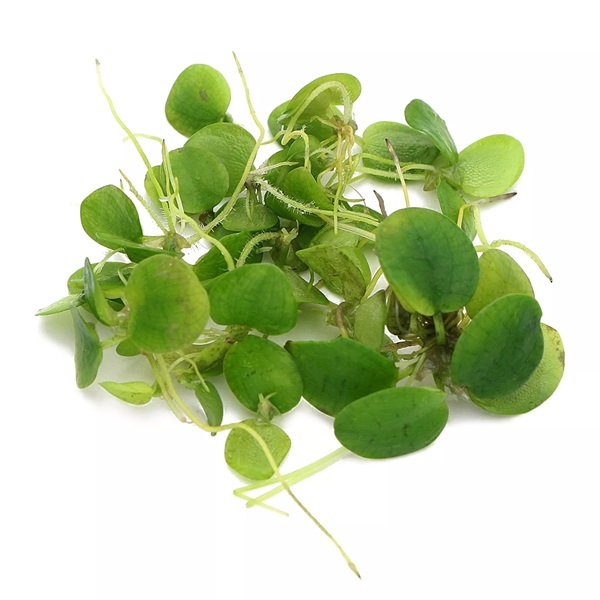 Frogbit Plant