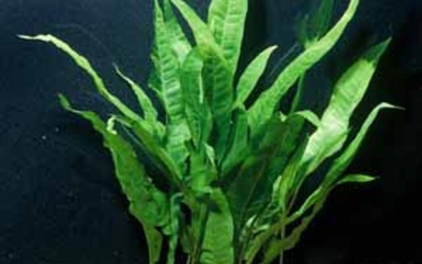 Assorted Java Fern Potted