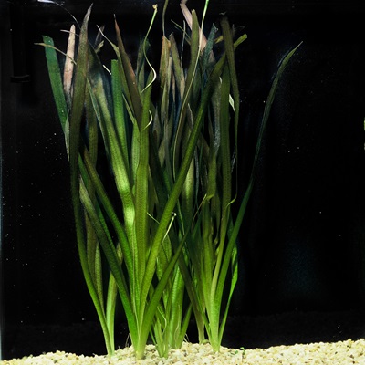 Jungle Val Plant