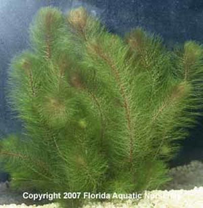 Red Myrio Foxtail Plant