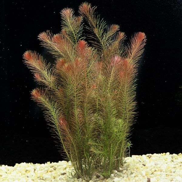 Rotala Wallichii Plant