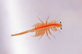 LIVE BRINE SHRIMP SINGLE PORTION