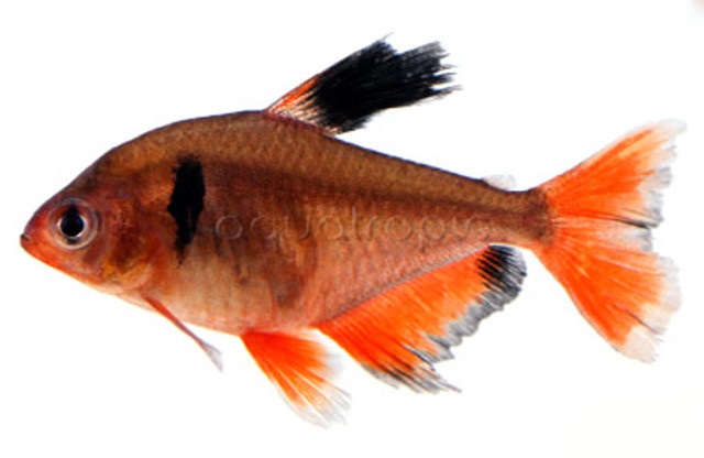 Longfin Serpae Tetra